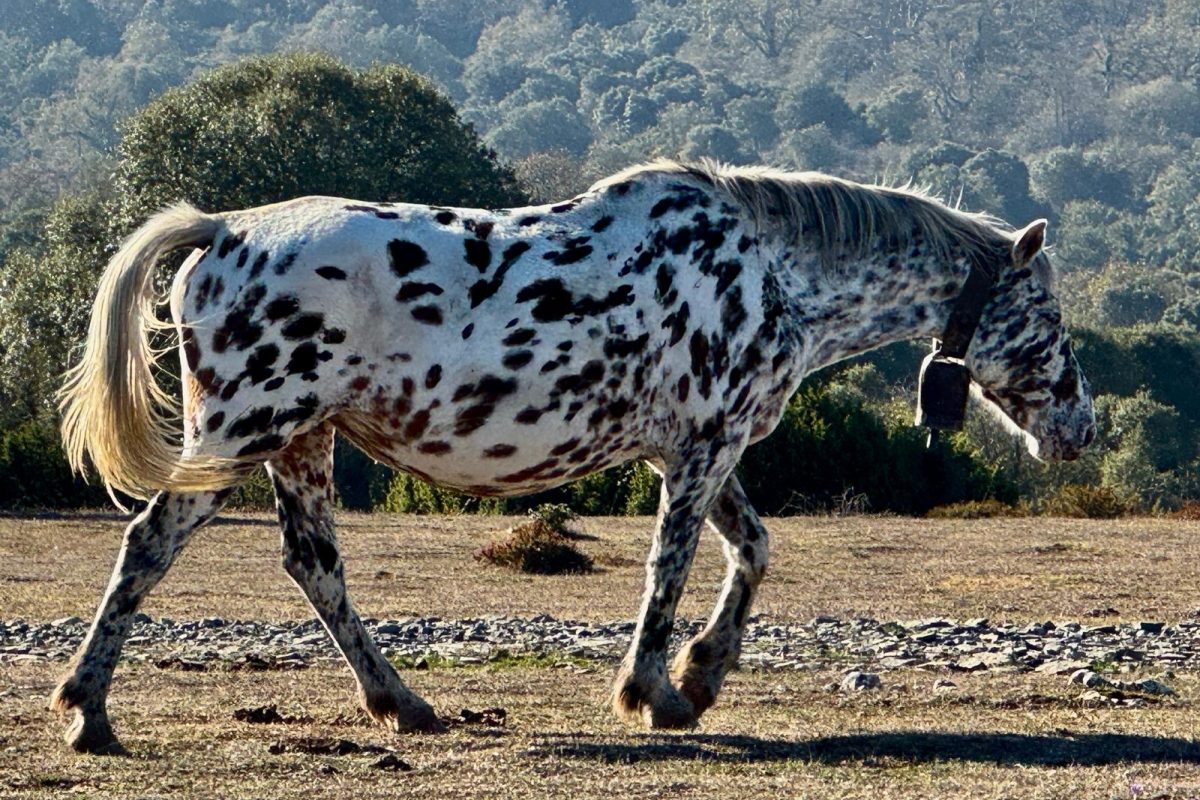 aaa9660f-b728-4a38-bcc9-341a837f1a14